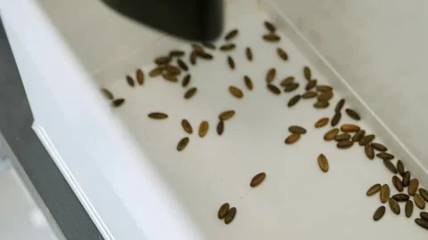 Seed sorting with seeding lines. Stock Footage 268716517