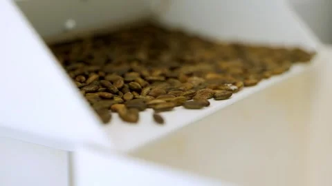 Seed sorting with seeding lines. Stock-Footage 268719636