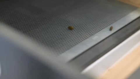 Seed sorting with seeding lines. Stock-Footage 268721657