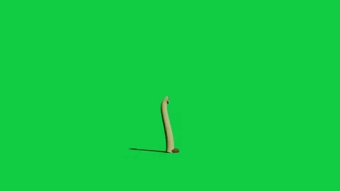 Seed sprouting as tip protruding, stem growing and cotyledons opening to seek Vídeo Stock 337887666