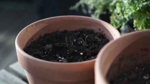 Seed sprouts appearing from soil in clay pots gardening backyard Stock-Footage 127872001