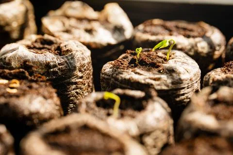 Seed Starter Pellets, Sprouts Germination Indoor Gardening Growth Concept Stock Photos