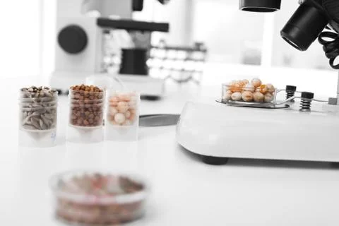 Seed subject to selection in microbiological laboratory Foto stock