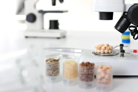 Seed subject to selection in microbiological laboratory Stock Photos