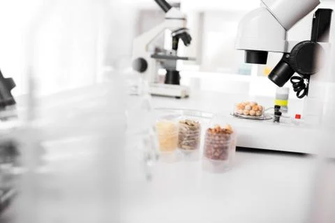 Seed subject to selection in microbiological laboratory Stock Photos