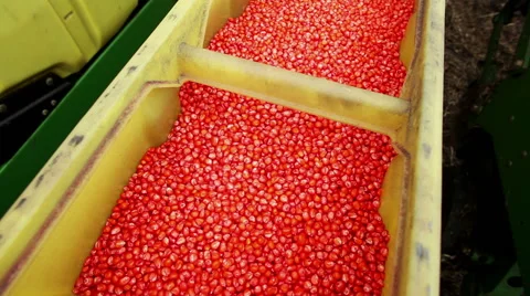 The seed of sweet corn lying in the sowing-machine Stock-Footage 61605661
