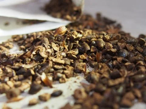 Seed Tea Bag on table 库存照片