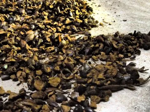 Seed Tea 库存照片