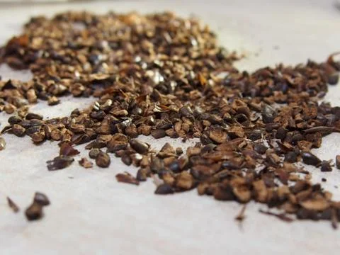 Seed Tea on table 库存照片