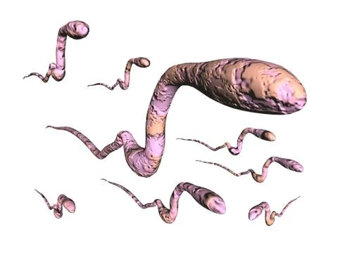 Seed threads swim to the egg cell Illustrazione stock