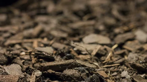 Seed Time Lapse Growing Stock-Footage 64345594