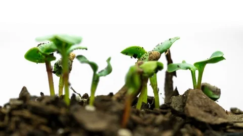 Seed Time Lapse White Background Stock Footage 83960795