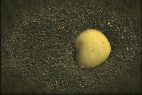 Seed Timelapse Stock Footage 726441