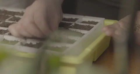 Seed tray prepping seeds Stock Footage 306170517