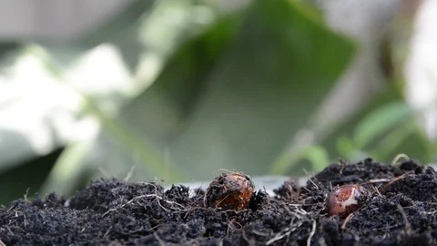 Seed to tree Stock Footage 89708803