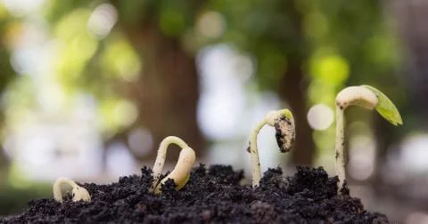 Seed to tree Foto stock