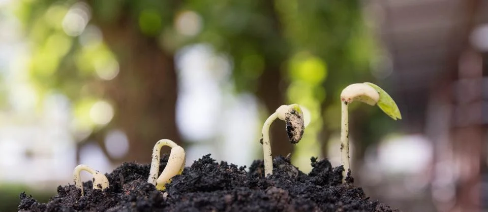 Seed to tree Stock Photos