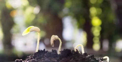 Seed to tree Stock Photos