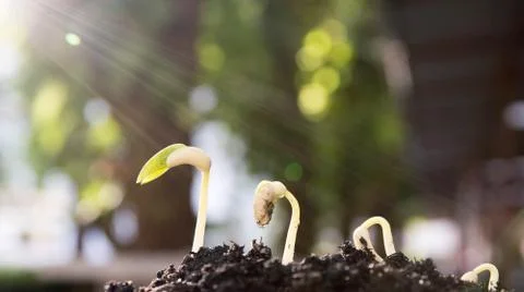 Seed to tree Stock Photos