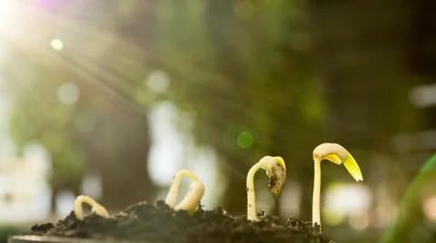 Seed to tree Stock Photos