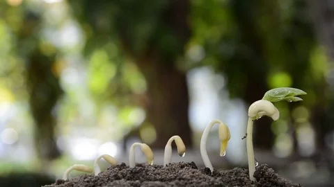 Seed to tree, Seeding, Plant seed growing concept Stock Footage 71487050