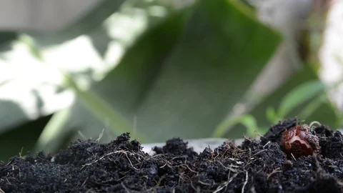 Seed to tree, Seeding, Plant seed growing concept Stock Footage 89708774
