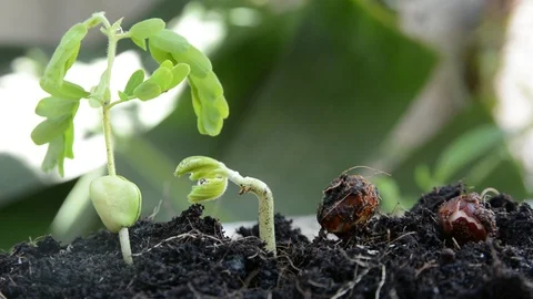 Seed to tree, Seeding, Plant seed growing concept Stock Footage 89708796