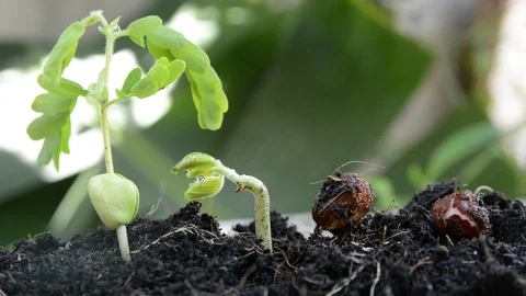 Seed to tree, Seeding, Plant seed growing concept Stock Footage 89708848