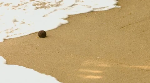 The seed of a tropical tree on a sandy beach with sea waves 库存影片 44209952