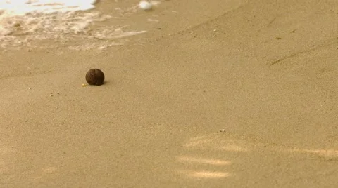 The seed of a tropical tree on a sandy beach with sea waves Stock Footage 48337715