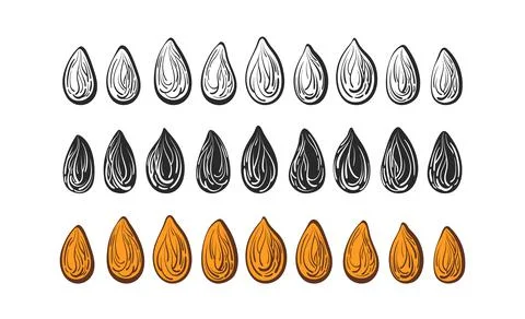 Seed vector set Art line nuts, shape, sketch sign Stock Illustration