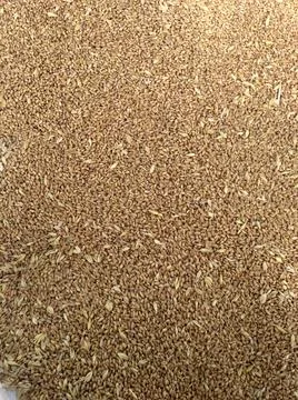 Seed of wheat, Wheat grain as background texture Stock Photos