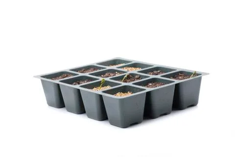 Seedbed with baobab newborn Stock Photos