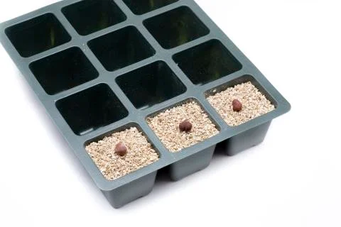 Seedbed baobab Stock Photos