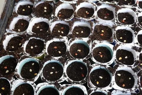 Seedbed of colored corn or rainbow corn, in a reused container. cultivation.. Stock Photos