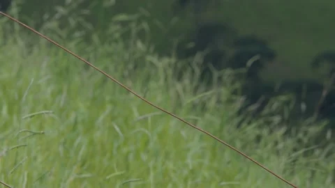 Seedeater flying Video stock 171356368