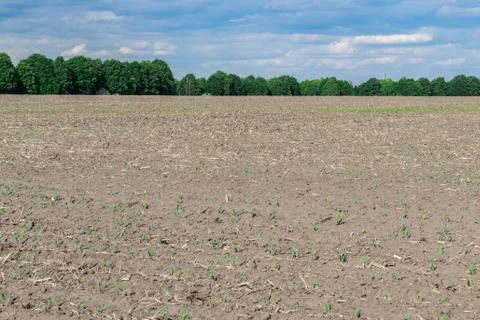 Seeded corn field Stock Photos