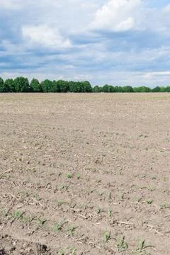 Seeded corn field Stock Photos