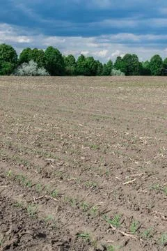 Seeded corn field Stock Photos