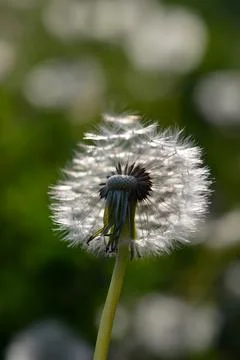 Seedhead of a Dandelion in spring Stock Photos