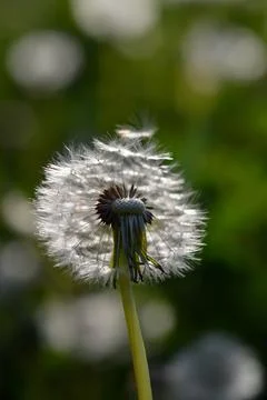 Seedhead of a Dandelion in spring Stock Photos