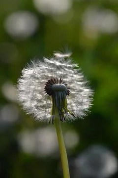 Seedhead of a Dandelion in spring Stock Photos