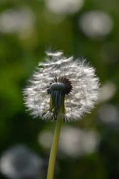Seedhead of a Dandelion in spring Stock Photos