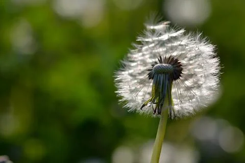 Seedhead of a Dandelion in spring Stock Photos