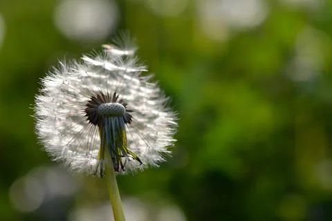 Seedhead of a Dandelion in spring Stock Photos