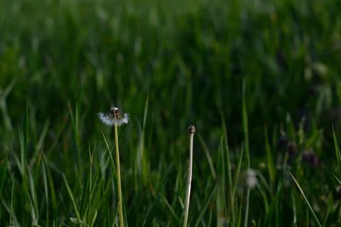 Seedhead of a Dandelion in spring Stock Photos