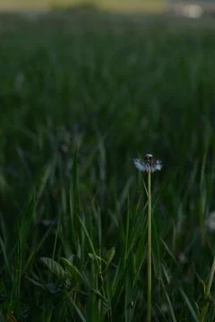 Seedhead of a Dandelion in spring Stock Photos
