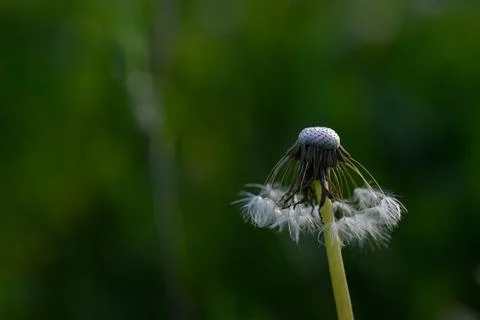 Seedhead of a Dandelion in spring Stock Photos