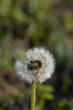 Seedhead of a Dandelion in spring Stock Photos