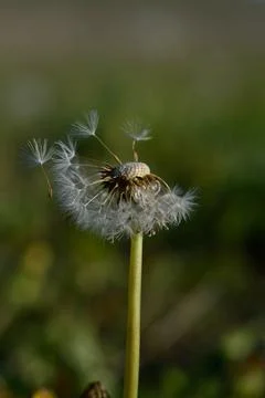Seedhead of a Dandelion in spring Stock Photos